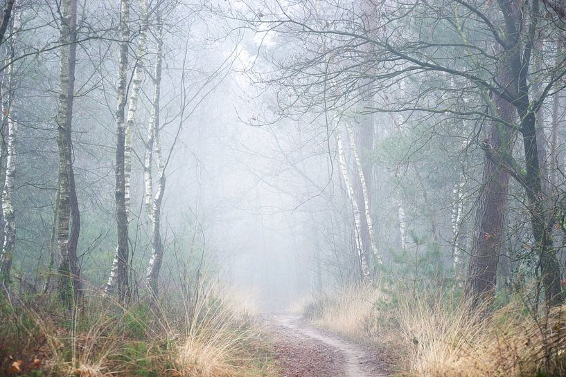 Winter whispers by Roelie Steinmann