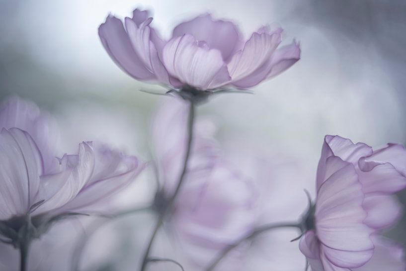 Kosmos Stimmung von Christl Deckx