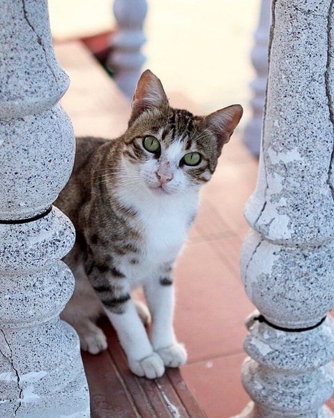 Zwerfkat in een hotel in Cyprus by Lindy Hageman
