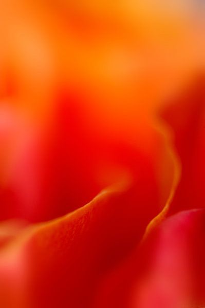 &quot; Detail Rose &quot; par Roy IJpelaar