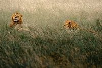 Spielende Löwenmännchen im Gras – Serengeti, Tanzania