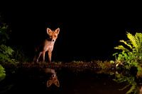 Fuchs in der Nacht am Wasser