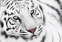 White tiger