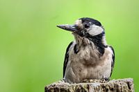 great spotted woodpecker