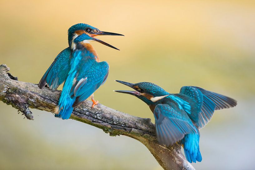 Kingfishers ( Alcedo atthis ) fledgling begging for food. Old male is chasing him. by wunderbare Erde