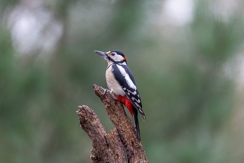 Le pic pie par Björn van den Berg