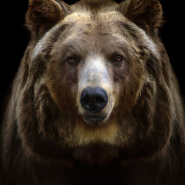 Grizzlybär von Jacco Hinke