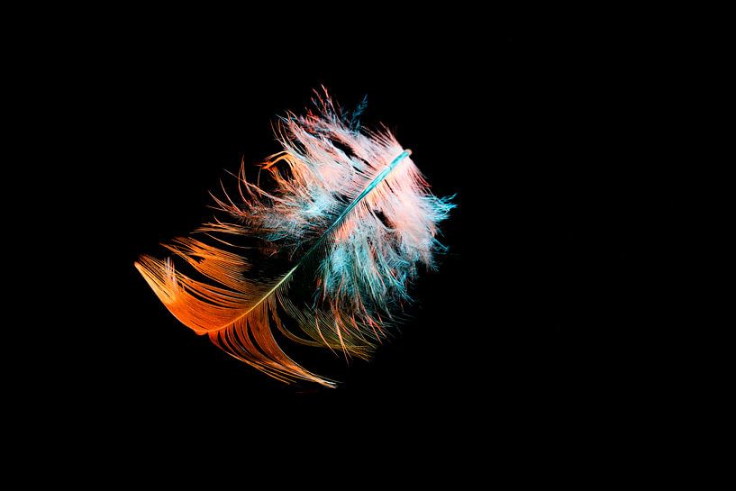 Aussi léger qu'une plume dans l'air par foto by rob spruit