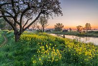 Rapeseed at sunrise in Werk aan de Groeneweg