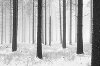 'WINTER', trees in the fog. Black-and-white photography.