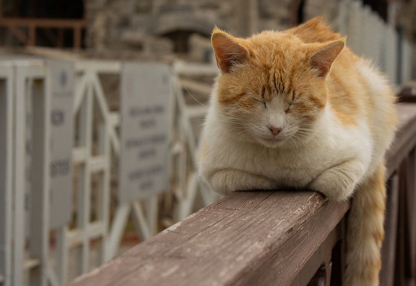 red-headed cat by Urzela Van den tillaart