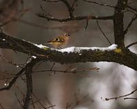 Goudhaan in winters landschap