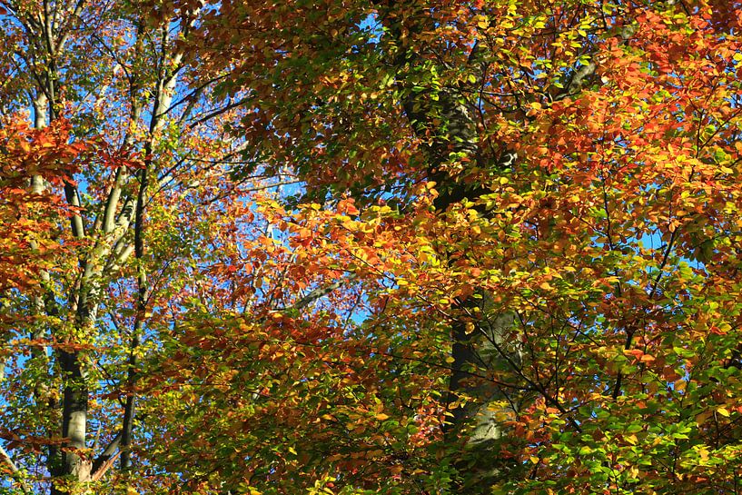 Magnificent beech by Thomas Jäger