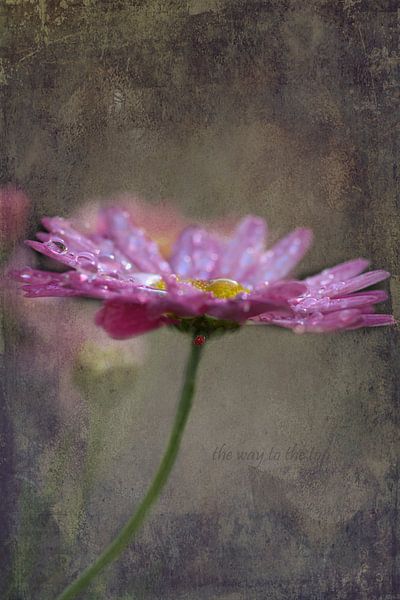 Marguerite sous la pluie par Carla van Zomeren