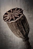 Rough poppy - Papaver argemone