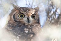 african eagle owl