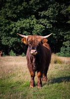 Der schottische Hochlandbewohner