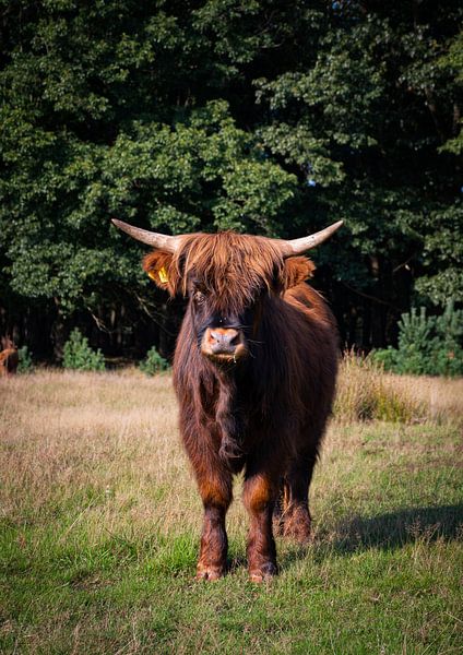 Der schottische Hochlandbewohner von Jesse Lamberink