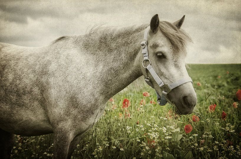 Welshpony by AD DESIGN Photo & PhotoArt