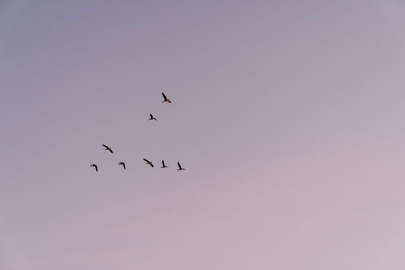 Vögel am pastellfarbenen Himmel von sonja koning