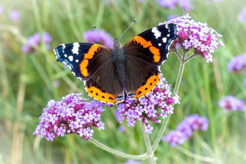 Butterfly (Vanessa atalanta) on (Verbena bonariensis) by Lieven Tomme