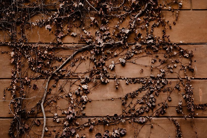 Vines in Monti by Isis Sturtewagen