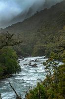 Schnell fließender Bach Felsen und Berge Milford Sound Küste Neuseeland. Dschungel und Wald.