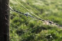 A spider's web wrapped around barbed wire