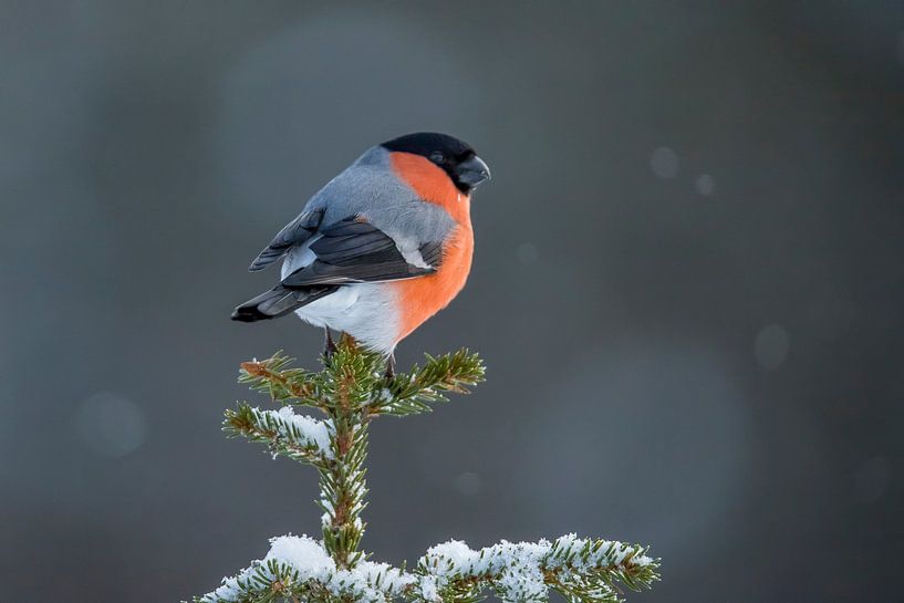 Gimpel, Gimpelgimpel von Gert Hilbink