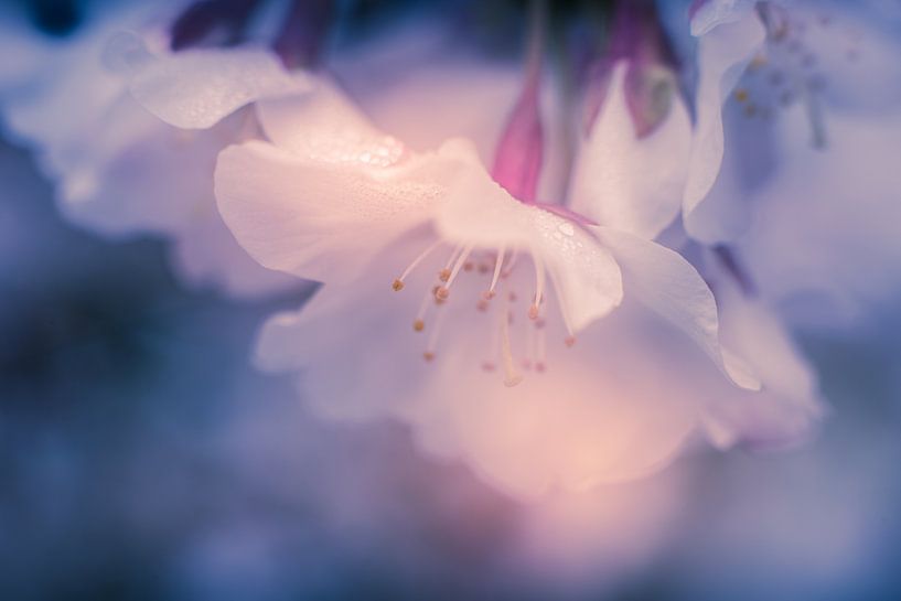 Dreamy flowers by Cathy Roels