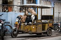 Goat in tuktuk | Jaipur India | Travel photography