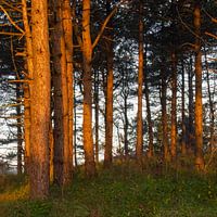 Conifers in the dunes