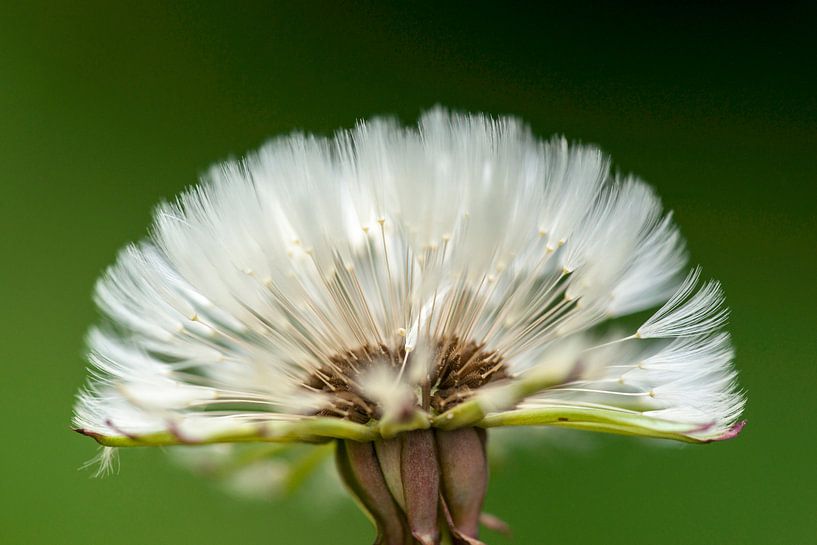 Still with a full head by Pieter van Roijen