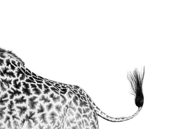 Giraffe tail by Marijn Heuts