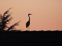 Reiger op dak