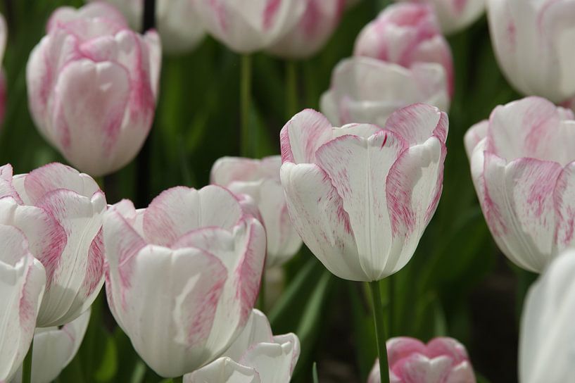 tulp von Remko van der Hoek- Zijdemans