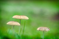 Three Delicate Wild Mushrooms Growing in a Lush Green Field