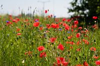 De Nederlandse klaprozen