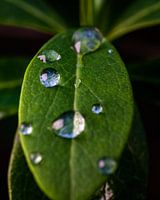 Goutte de pluie sur une feuille (Macro, vertical)