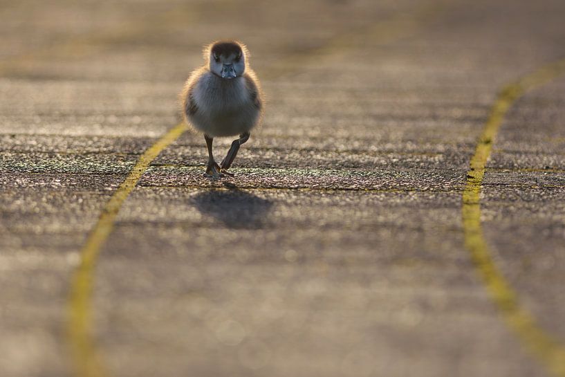 Baby-Nilgans von Remco Van Daalen