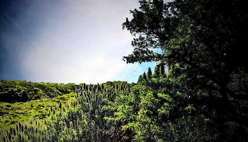 Natuur op TENERIFE    prachtige wildgroei  in helder blauwe lucht by Willy Van de Wiele