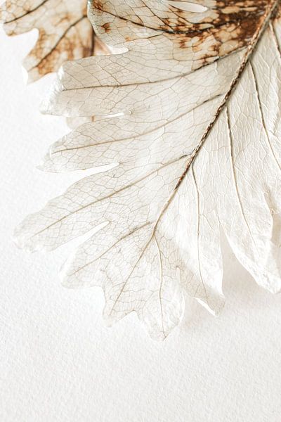 Getrocknetes Blatt von Monique Brunt
