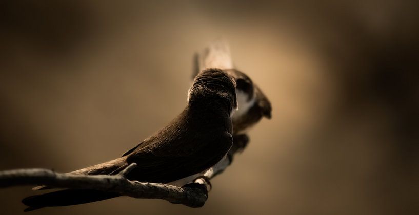 Sand martins romance by Patrick Schwarzbach
