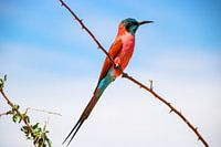 Guêpier cramoisi : MFNP, Ouganda