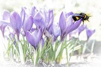 Crocus with bumblebee