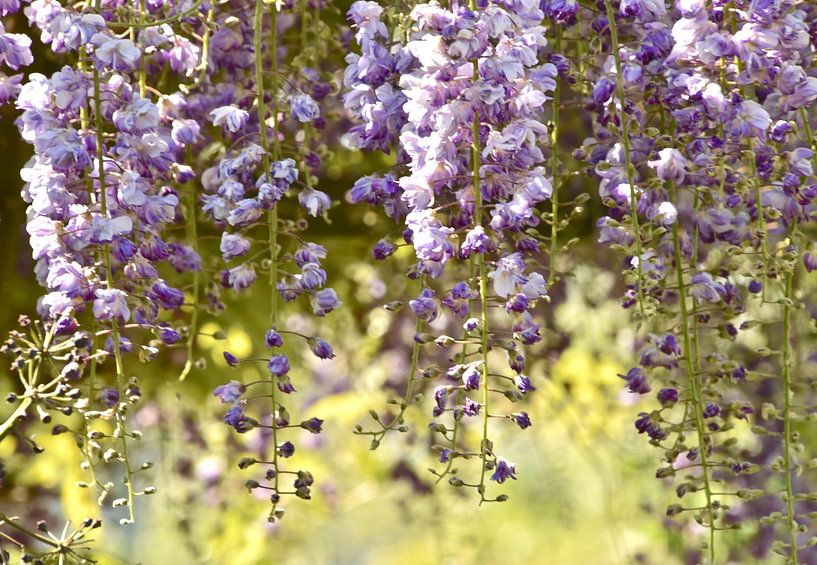 Lila Regenblüte von ArtelierGerdah
