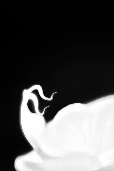 Phalaenopsis in zwart wit van Pieter van Roijen