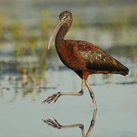 Idyllischer Ibis