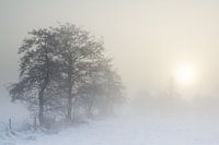 Sunrise through the fog