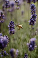Lavande avec un petit ciseau